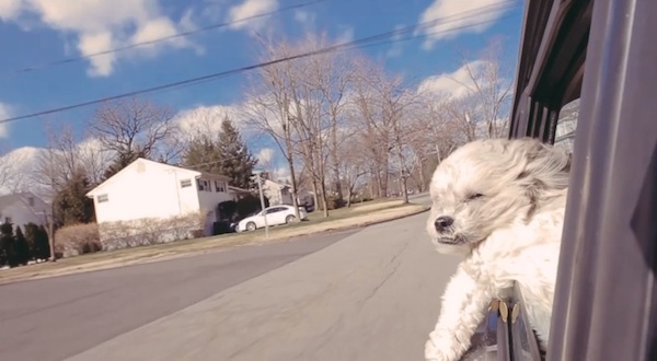 Watch dogs go for a ride in the Julian Lynch video for “North Line”